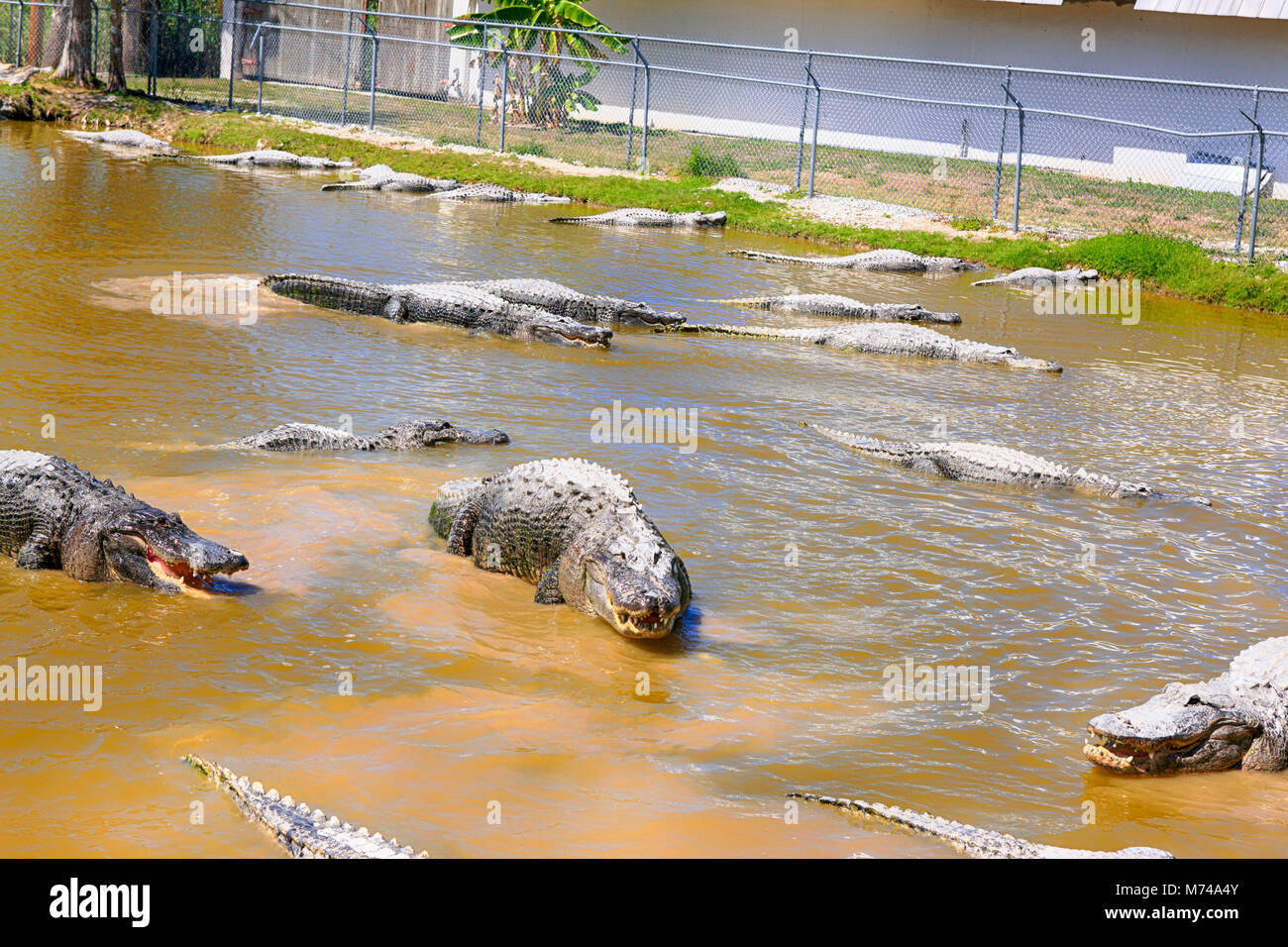 Gator farm situé juste à l'extérieur Ville Everglades en Floride USA Banque D'Images Gator farm situé juste à l'extérieur Ville Everglades en Floride USA Banque D'Images