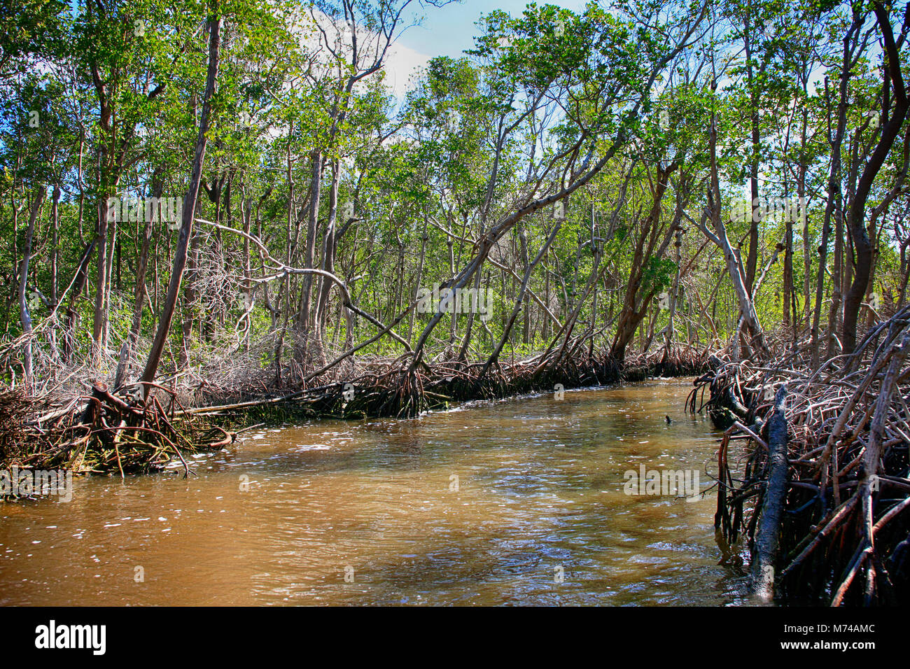 Mangroves autour de Everglades City dans le sud de la Floride, USA Banque D'Images