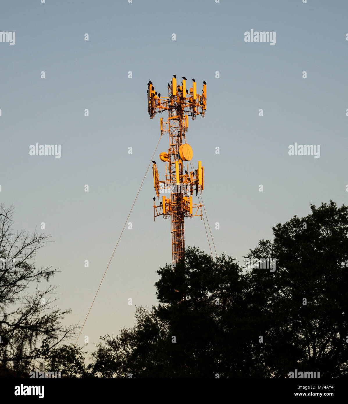 Tour de cellule avec buses de repos au coucher du soleil dans la région de Gainesville, Floride. Banque D'Images