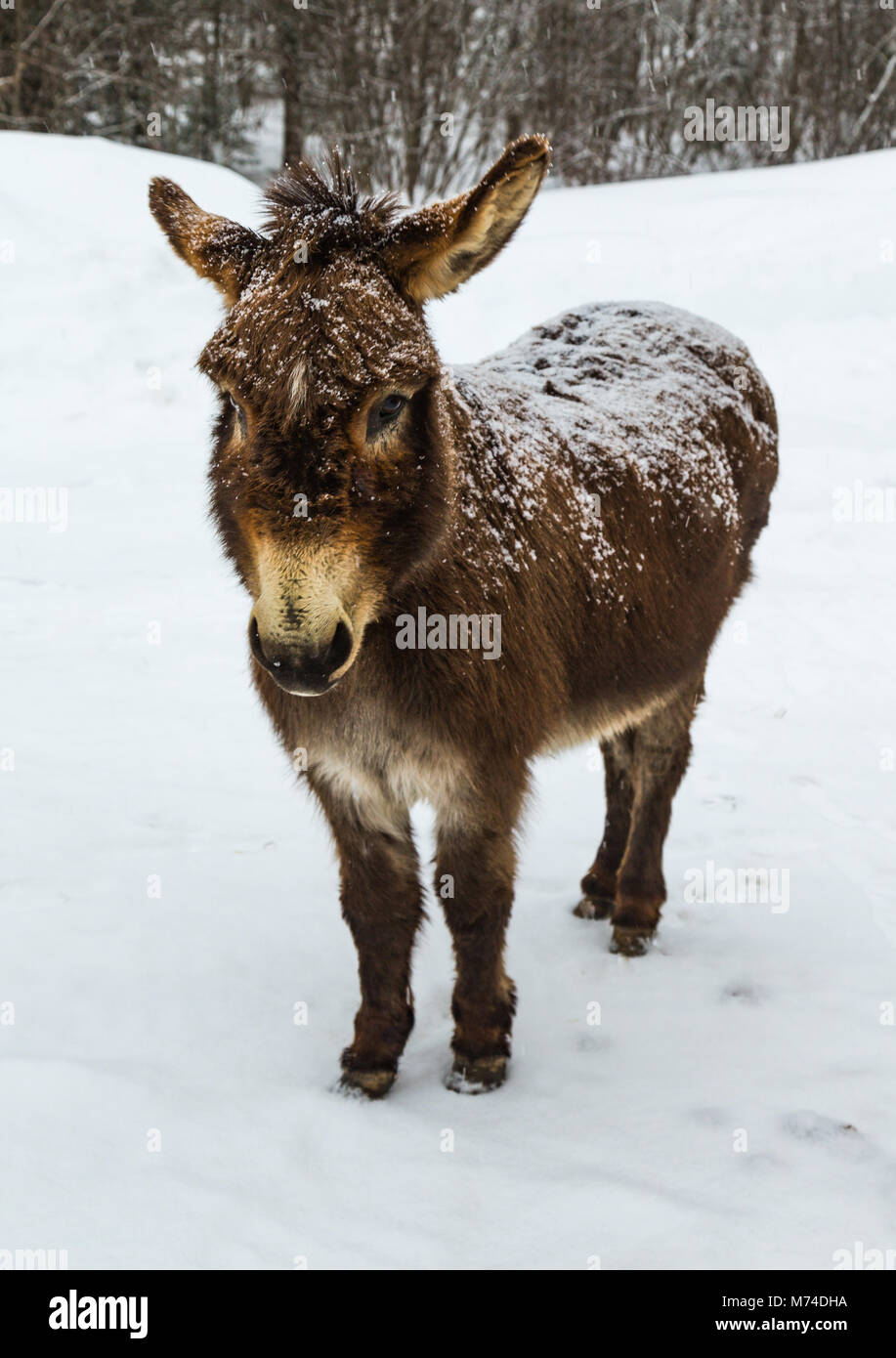 Odie', 'animal de compagnie aimé donkey, qui pose pour son portrait dans la neige tôt le matin. Banque D'Images