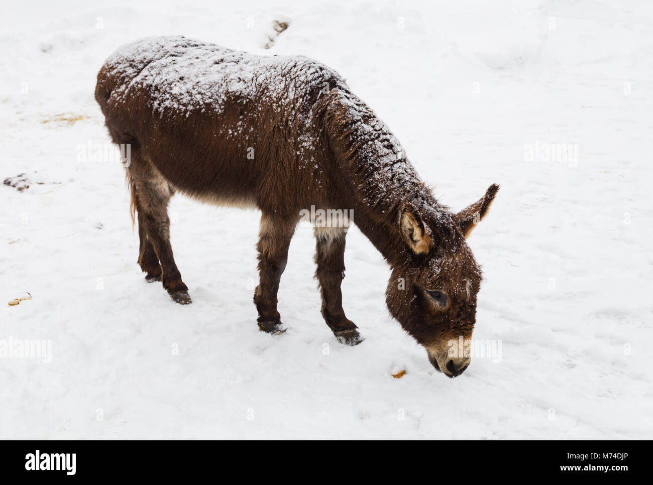 Odie', 'animal de compagnie aimé donkey recherche de couper les tranches de pommes de terre dans la neige. Banque D'Images