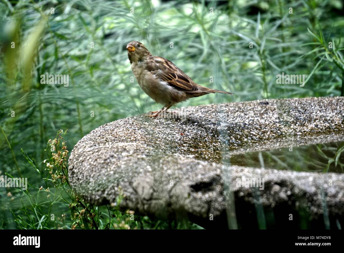 Le moineau domestique (Passer domesticus) est associée à des habitations humaines, et peut vivre en milieu urbain ou rural. Banque D'Images