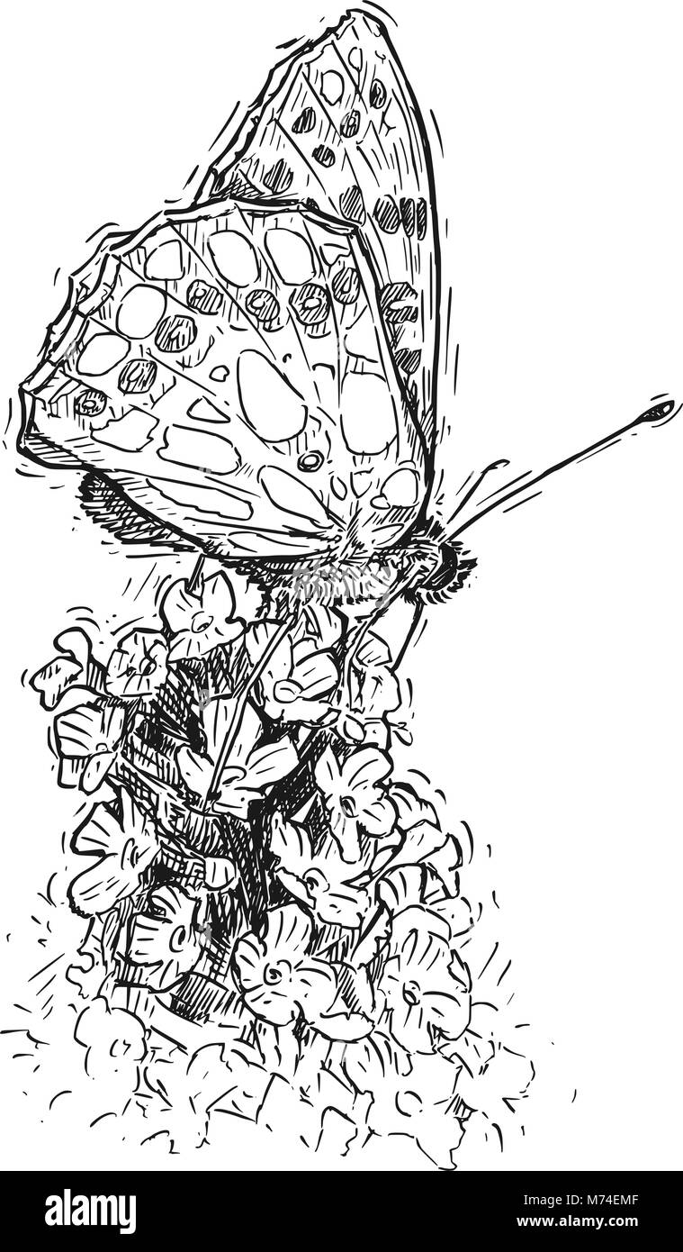 Vector Dessin à la main de Butterfly se nourrissant de Buddleja Bush Illustration de Vecteur