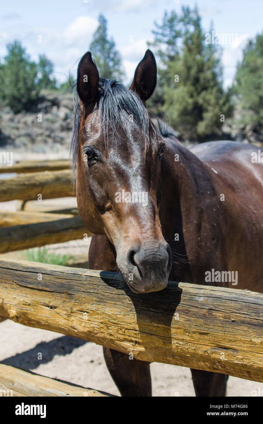 À cheval sur la clôture sur un ranch dans l'Est de l'Oregon Banque D'Images