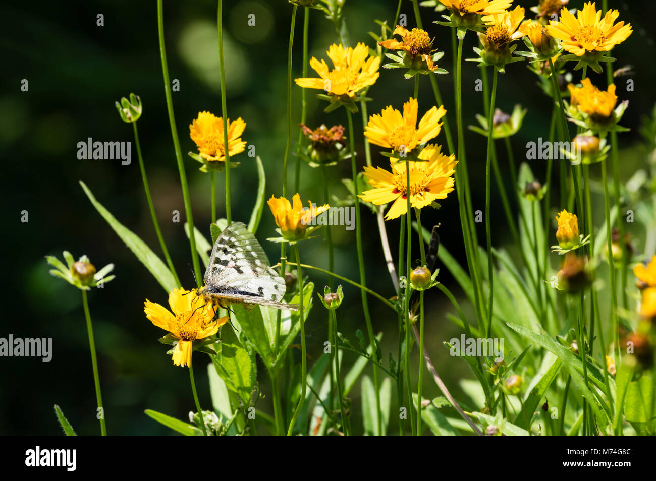 Papillon Parnassius clodius dans un jardin de fleurs dans les montagnes de l'Oregon Cascaade Banque D'Images