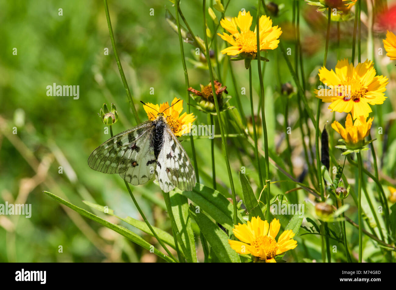 Papillon Parnassius clodius dans un jardin de fleurs dans les montagnes de l'Oregon Cascaade Banque D'Images