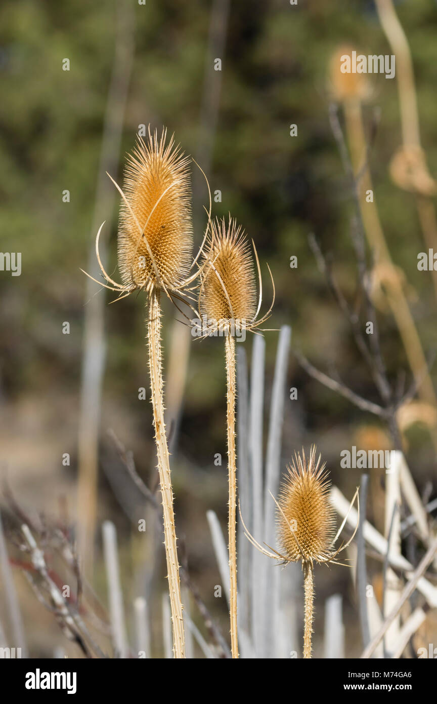 Dipsacus fullonum cardère ou a des épines autour de la gousse. Banque D'Images