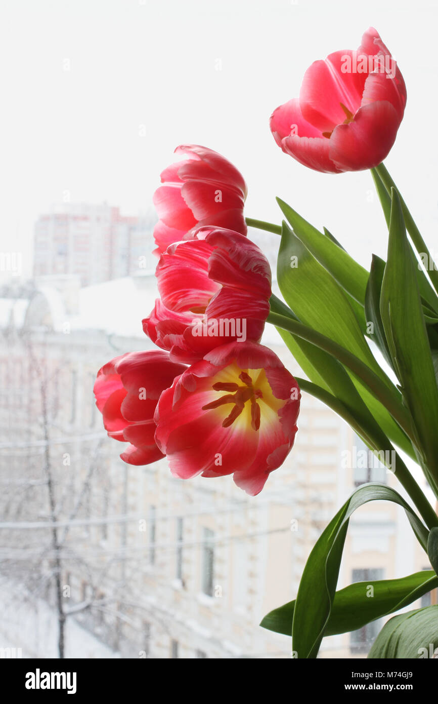 Bouquet de fleurs tulipe rouge cinq contre la fenêtre. Street vue de la chambre sur un jour d'hiver nuageux neige Banque D'Images