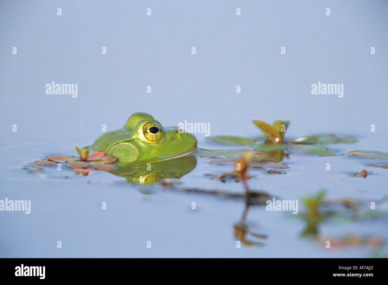 02471-003.07 ouaouaron (Rana catesbeiana) dans des milieux humides Marion Co. IL Banque D'Images