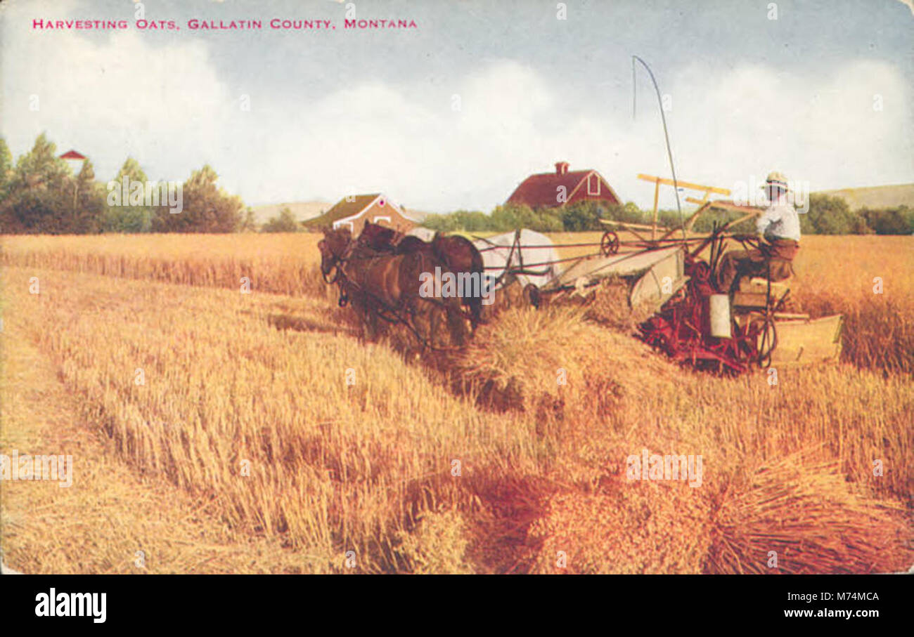Photographie montrant des ouvriers récoltant de l'avoine dans le comté de Gallatin, Montana, reflétant les pratiques agricoles du début du XXe siècle. Banque D'Images