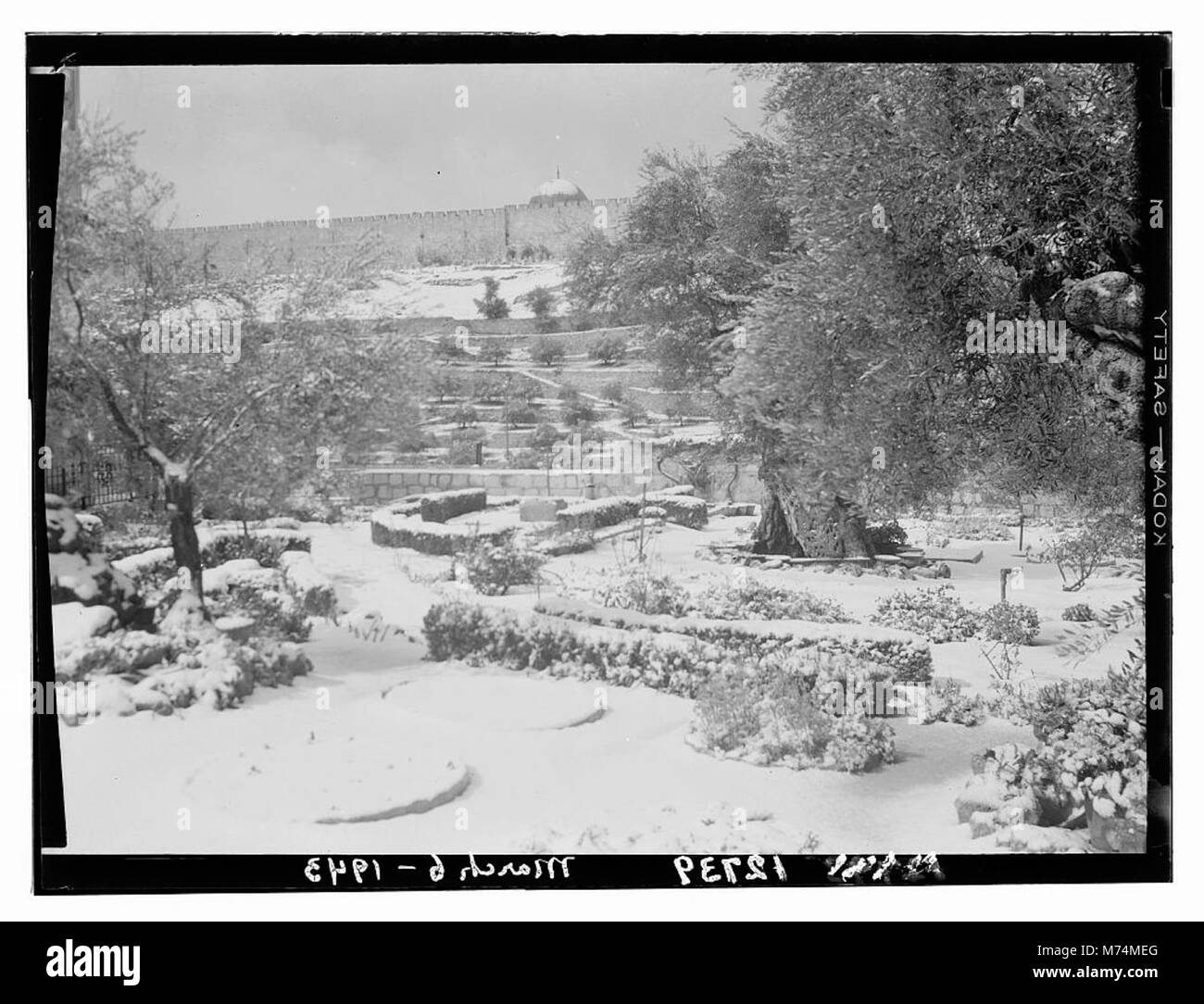 Le jardin de Gethsémani, situé à Jérusalem, est capturé dans cette photographie montrant l'intérieur sous la neige, soulignant son importance religieuse et historique. Banque D'Images