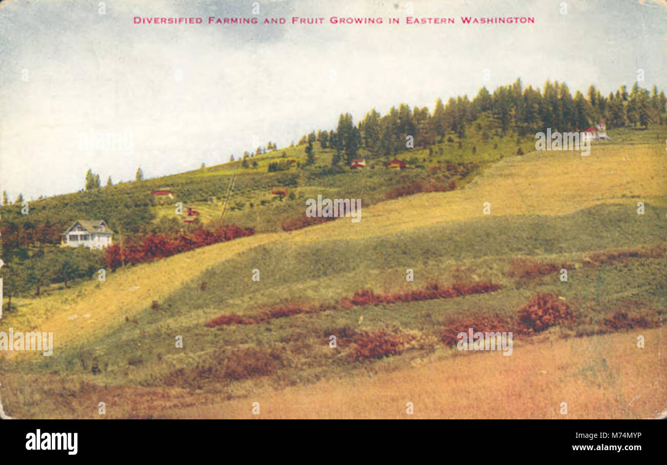 Une photographie montrant l'agriculture diversifiée et la culture fruitière dans l'est de Washington, mettant en évidence le développement agricole dans la région. Banque D'Images Une photographie montrant l'agriculture diversifiée et la culture fruitière dans l'est de Washington, mettant en évidence le développement agricole dans la région. Banque D'Images