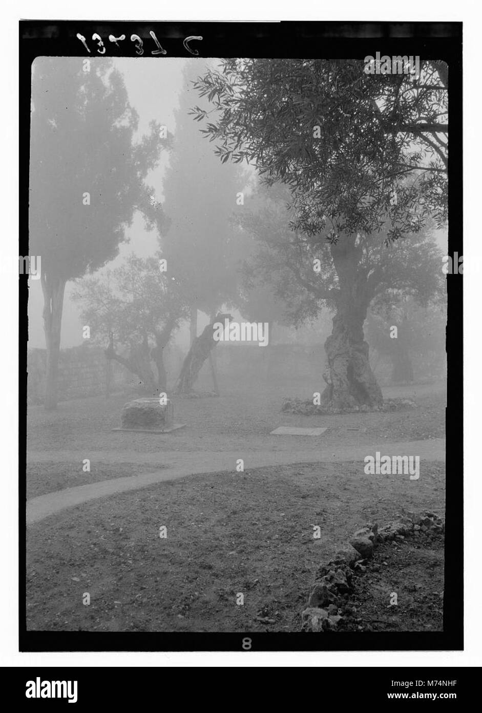 Cette image capture le jardin de Gethsémani dans le brouillard, un site religieux important à Jérusalem. Le jardin est associé à des événements bibliques, en particulier l'arrestation de Jésus-Christ. Banque D'Images
