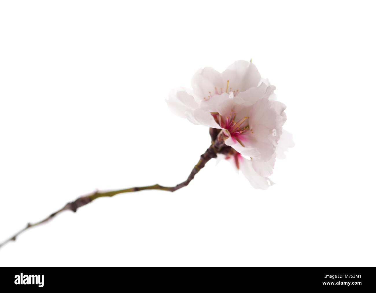 Fleurs d'amandier isolé sur fond blanc Banque D'Images