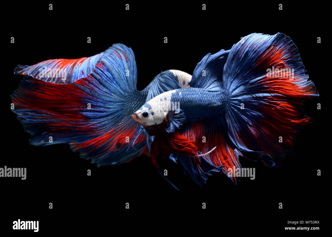 White Head monster fantaisie betta ou saimese poissons comme le dragon de combat Natation . Banque D'Images