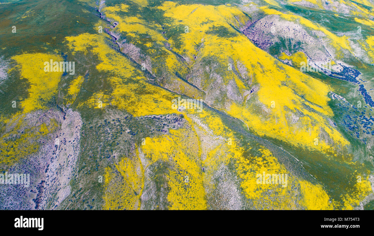 Fleurs Fleurs sauvages dans la gamme Temblor, Carrizo Plain National Monument (Californie) Banque D'Images