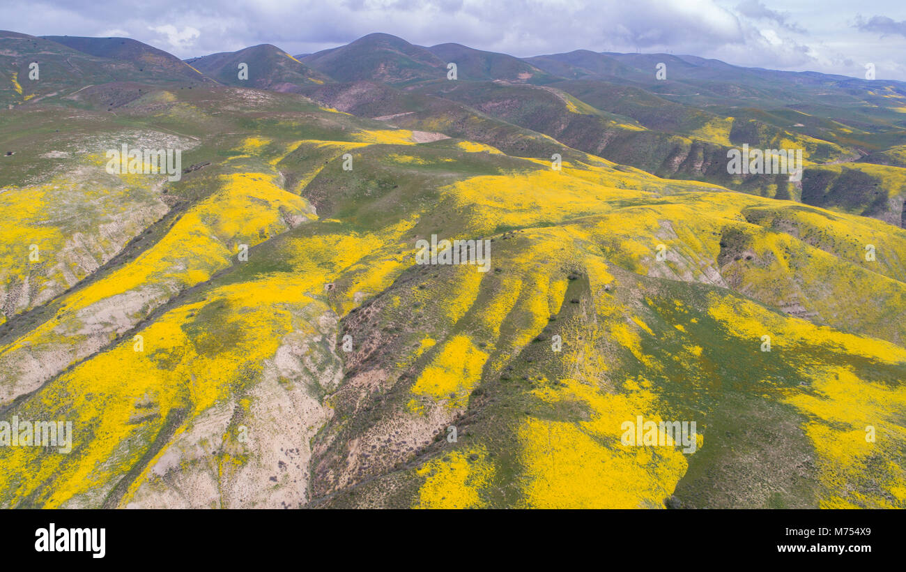 Fleurs Fleurs sauvages dans la gamme Temblor, Carrizo Plain National Monument (Californie, vue aérienne Banque D'Images