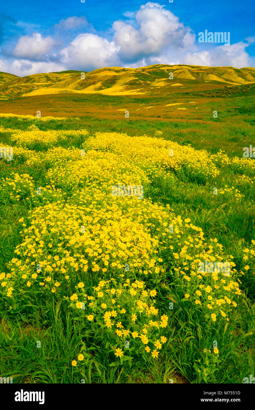 Fleurs Fleurs sauvages dans la gamme Temblor, Carrizo Plain National Monument (Californie), Banque D'Images