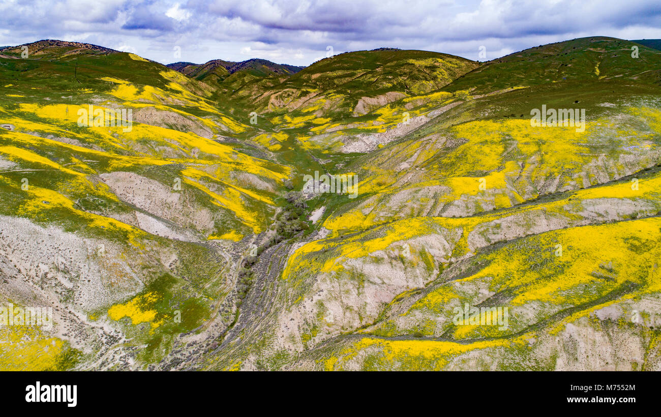 Fleurs Fleurs sauvages dans la gamme Temblor, Carrizo Plain National Monument (Californie), Banque D'Images