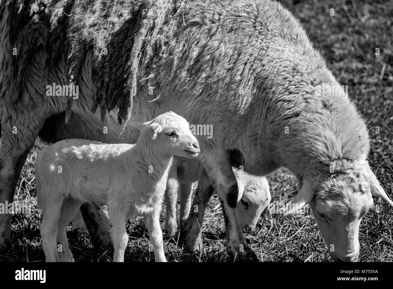 Une mère moutons et deux agneaux paissent dans un champ au Biltmore Estate à Asheville, NC, USA Banque D'Images