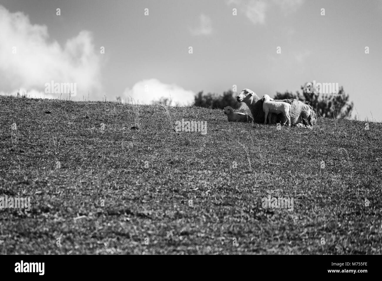 Deux agneaux et une brebis (moutons Dorper blanc) (Ovis aries) nestle au sommet d'une colline contre un ciel bleu au Biltmore Estate à Asheville, NC, USA Banque D'Images