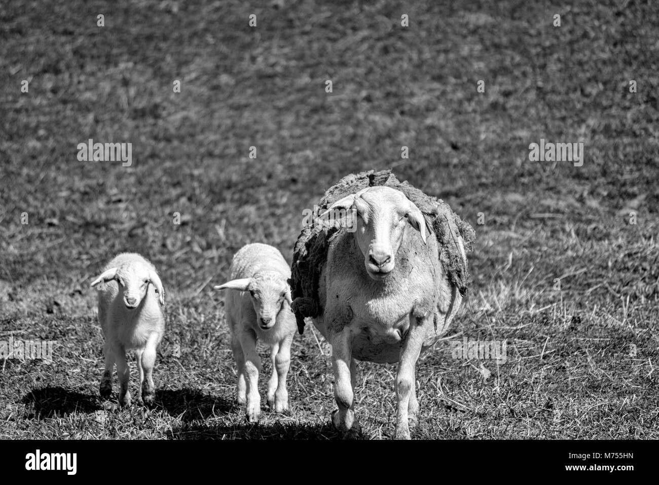 Une mère et deux agneaux Brebis Dorper blanc) (Ovis aries) marcher vers la caméra, le fixant, au Biltmore Estate à Asheville, NC, USA Banque D'Images
