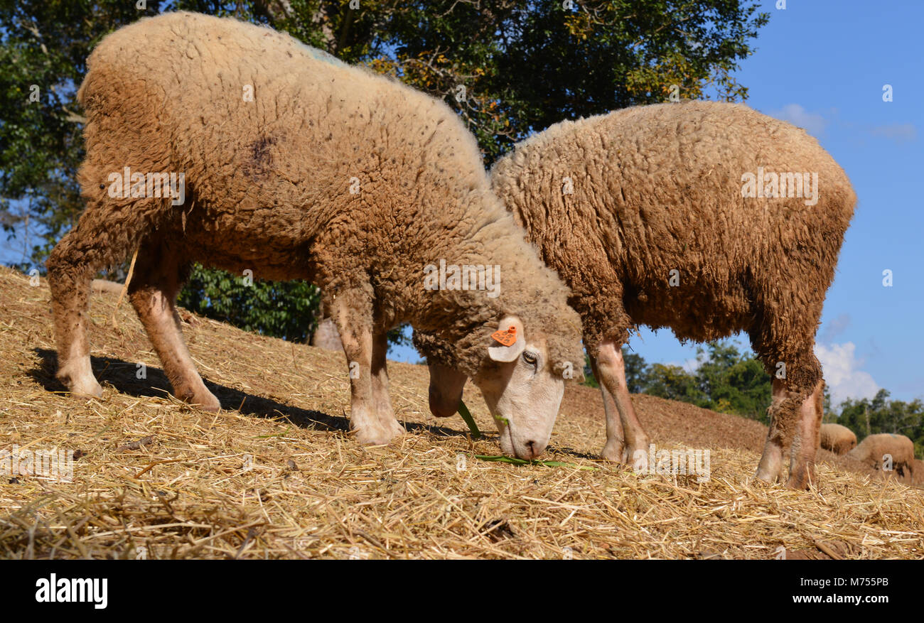 Moutons en zoo farm pour traveler pour regarder et teavel au nord de la Thaïlande Banque D'Images
