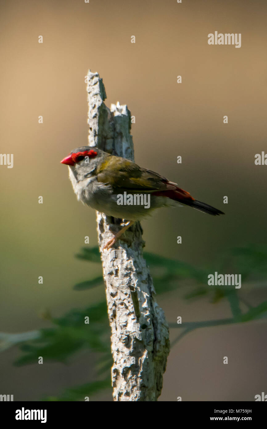Red-browed Finch, Noechmia temporalis dans les zones humides, oui, Victoria, Australie Banque D'Images