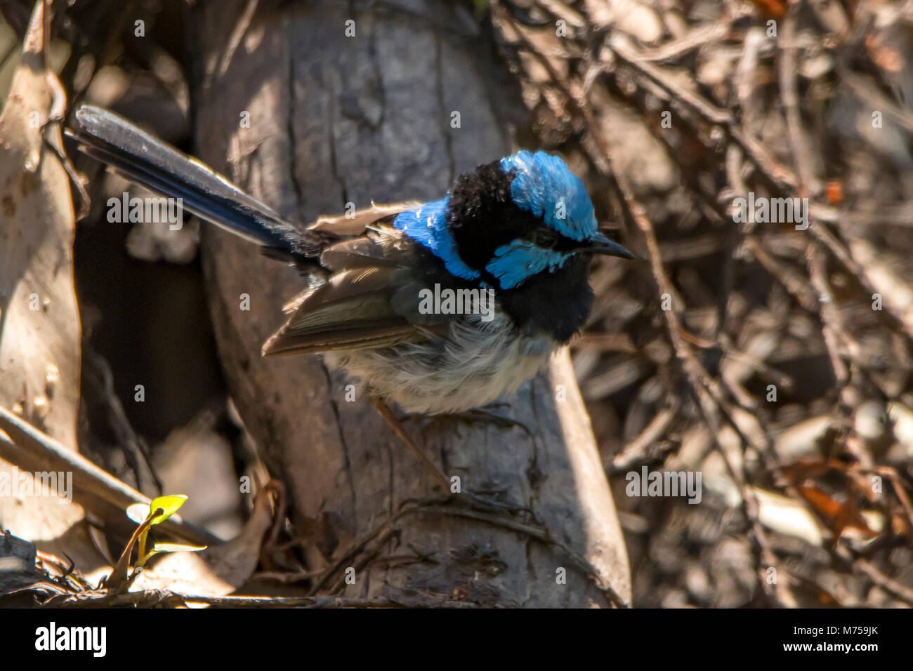 Fairy Wren, superbe Malurus cyaneus dans les zones humides, oui, Victoria, Australie Banque D'Images