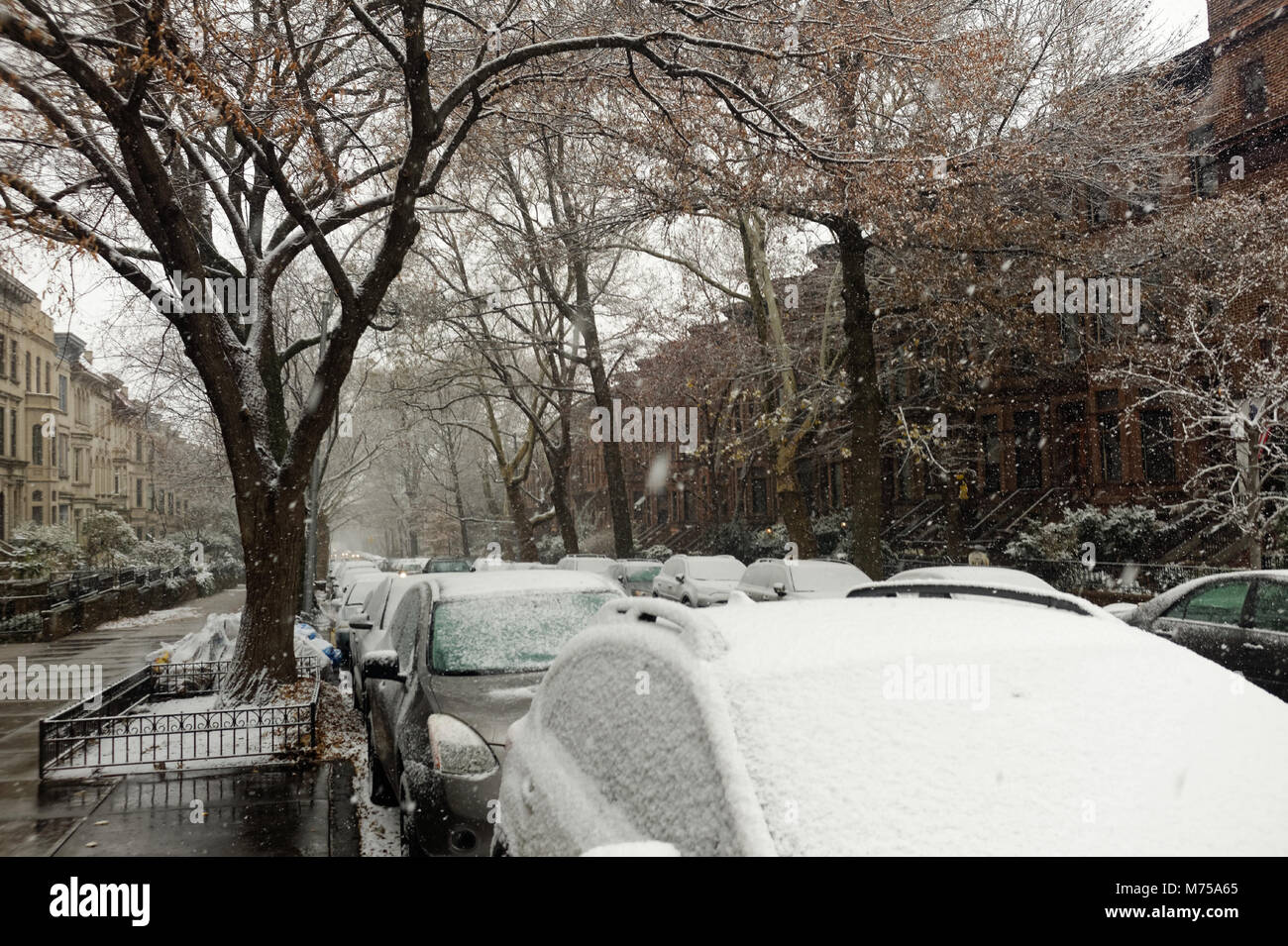 Voitures couvertes de neige garées dans une rue bordée d'arbres après une tempête de neige à Brooklyn, New York. Banque D'Images