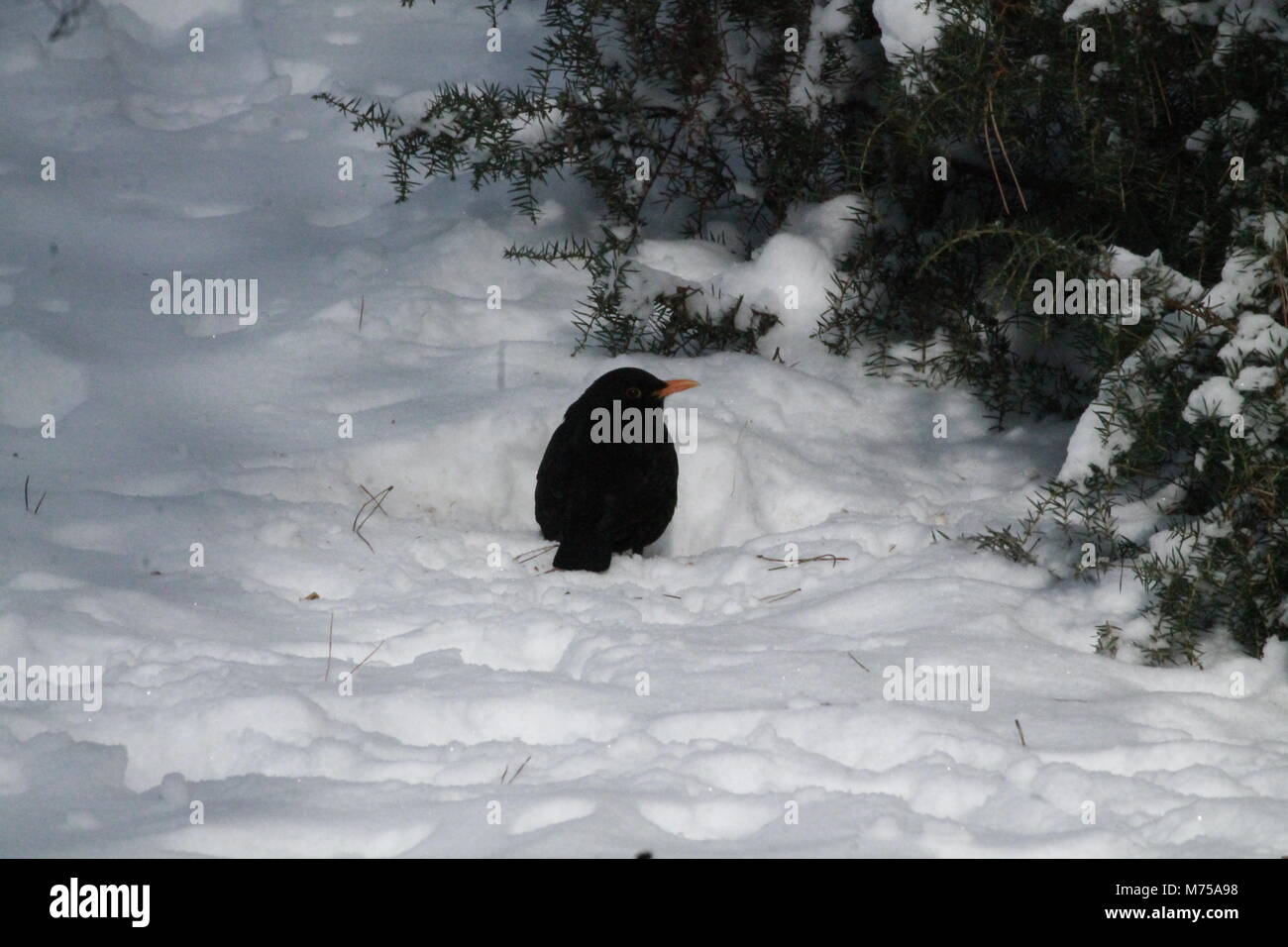 Petit oiseau s'asseoir sur la neige dans la forêt chaud de soleil d'hiver Banque D'Images