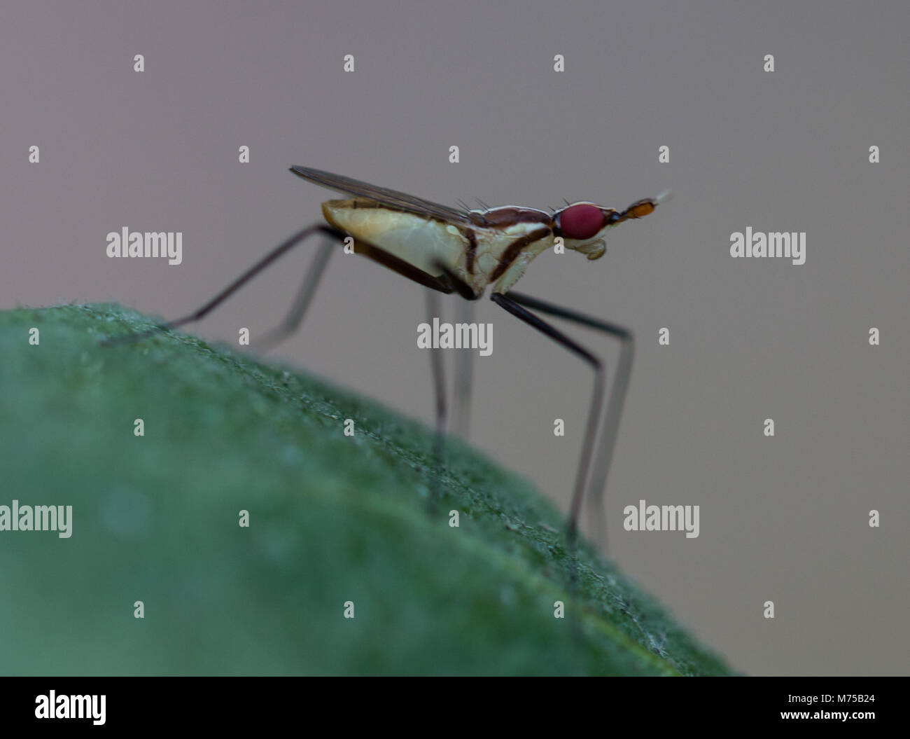Les meilleures photographies d'insectes Banque D'Images