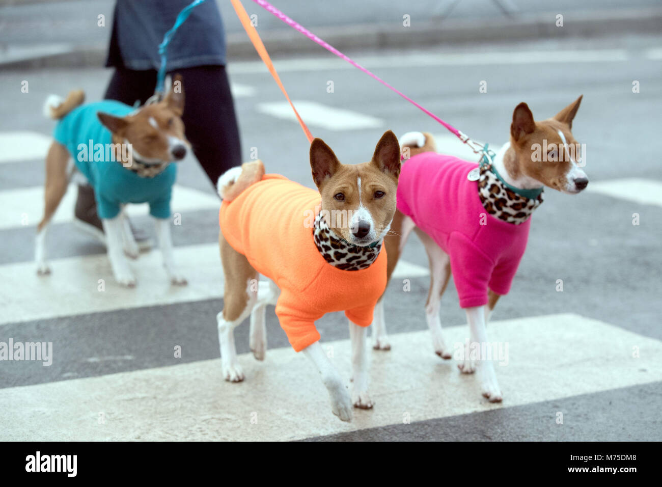 Shiba Inu japonais arrivent pour le deuxième jour de Crufts 2018 au NEC de Birmingham. Banque D'Images