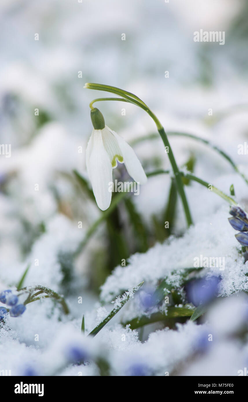 : Snowdrop Galanthus nivalis. Dans la neige. Surrey, UK. Banque D'Images