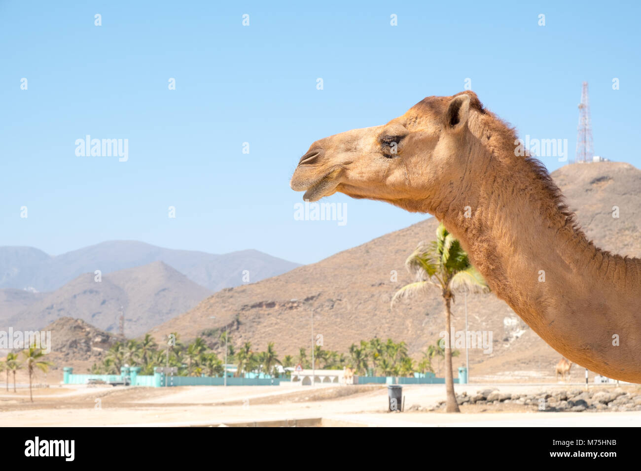 Des chameaux ou dromadaires à Mascate, Sultanat d'Oman Banque D'Images