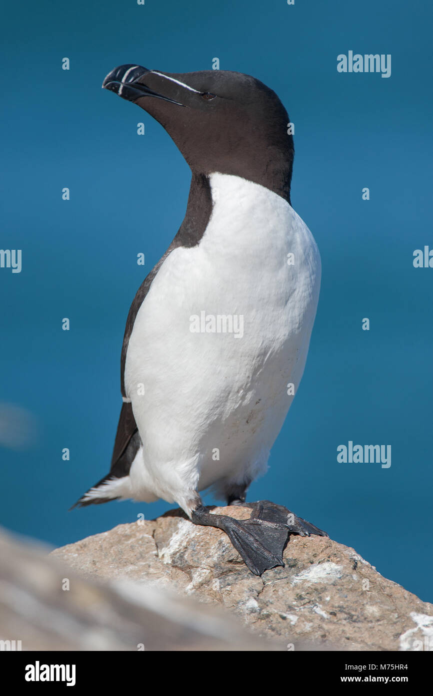 Un petit pingouin perché sur un rocher Banque D'Images