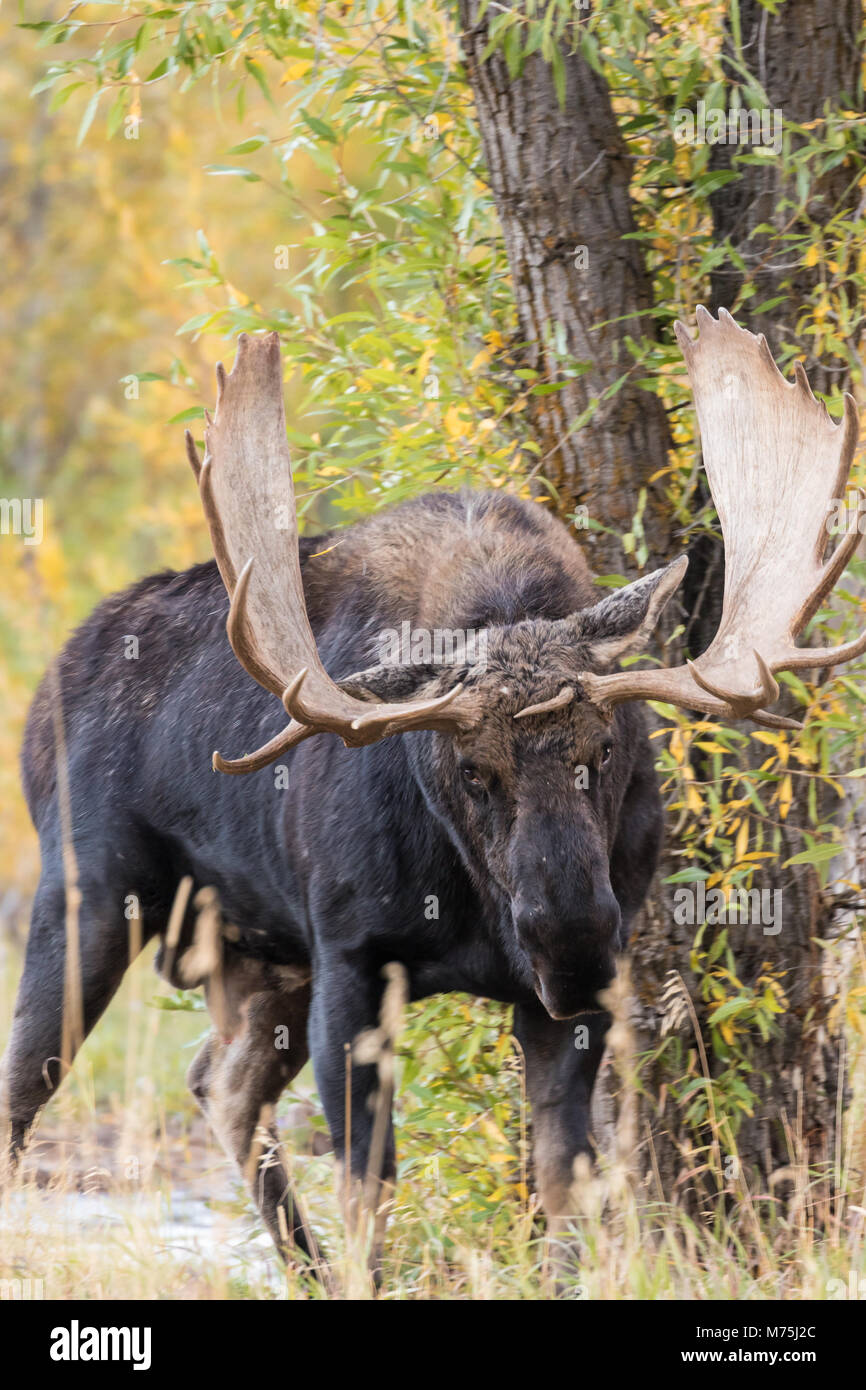 Shiras Bull Moose dans le rut d'Automne dans le Wyoming Banque D'Images Shiras Bull Moose dans le rut d'Automne dans le Wyoming Banque D'Images