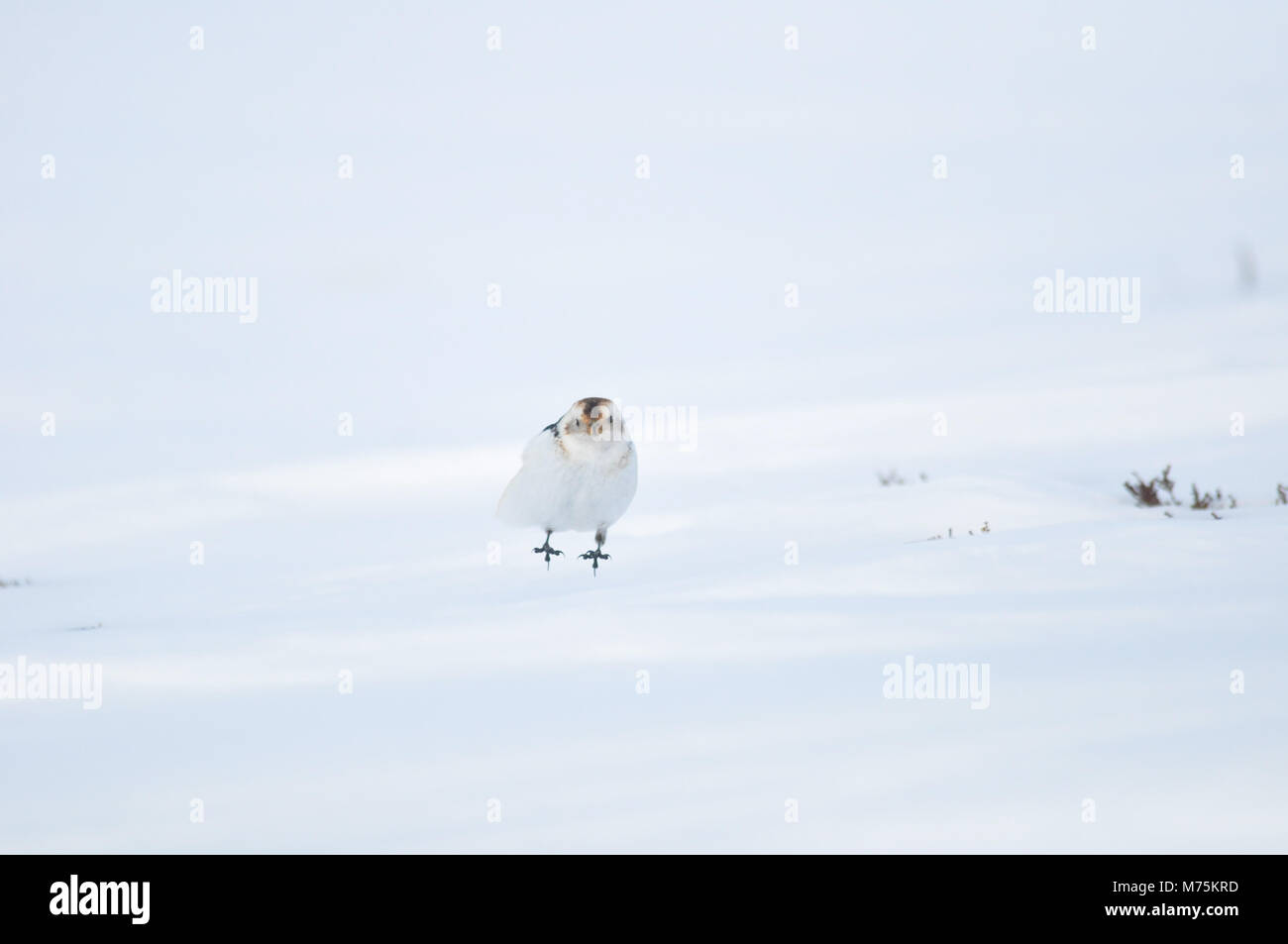 Bruant des neiges sur les pentes inférieures des Cairngorms, le jeudi, 8 mars, 2018. Banque D'Images