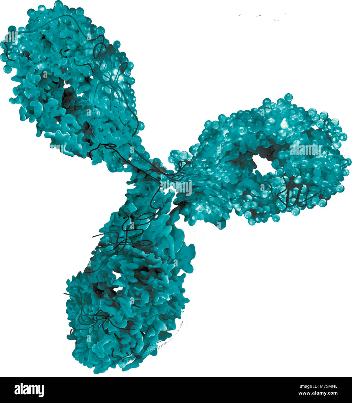 Anticorps monoclonaux bleu vert 3d Banque D'Images