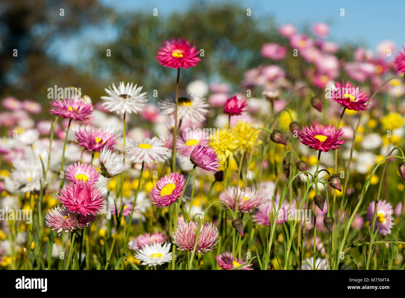Domaine de couleur ou papier éternelle daisies, baisser la tête au soleil. Le printemps à Kings Park, Australie occidentale Banque D'Images