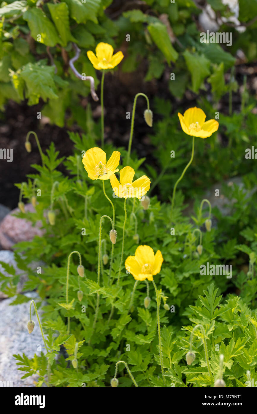 Welsh Poppy, fransk vallmo (Meconopsis cambrica) Banque D'Images