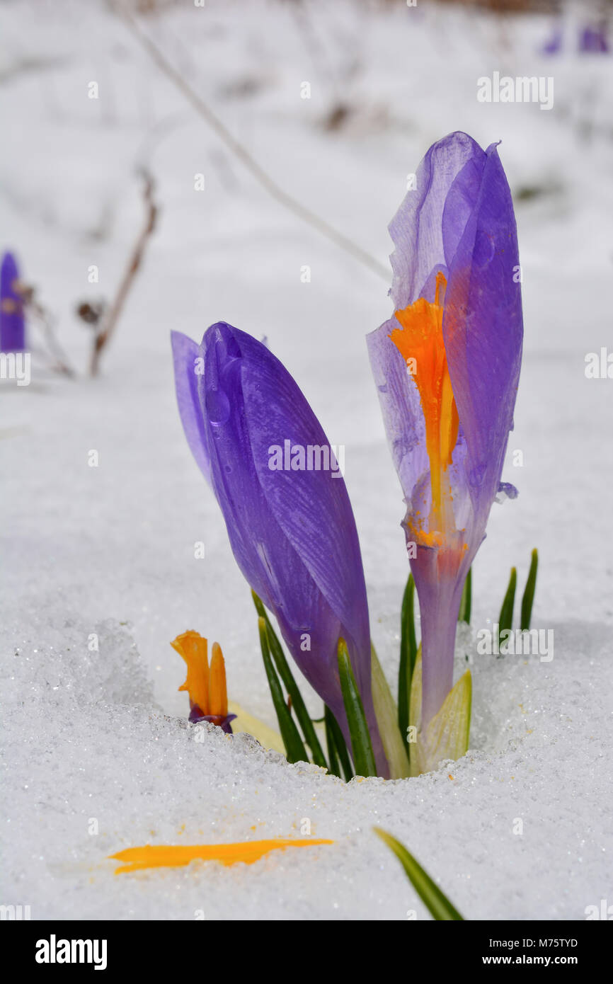 Bourgeonne de début du printemps Crocus vernus ou Safran fleur avec pétales endommagés, de croître par la fonte des neiges, vue en gros Banque D'Images