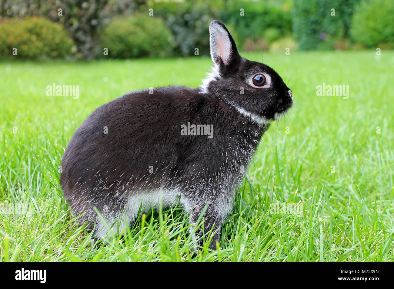 Petit lapin noir sur fond d'herbe verte. Lapin Nain Néerlandais. Banque D'Images