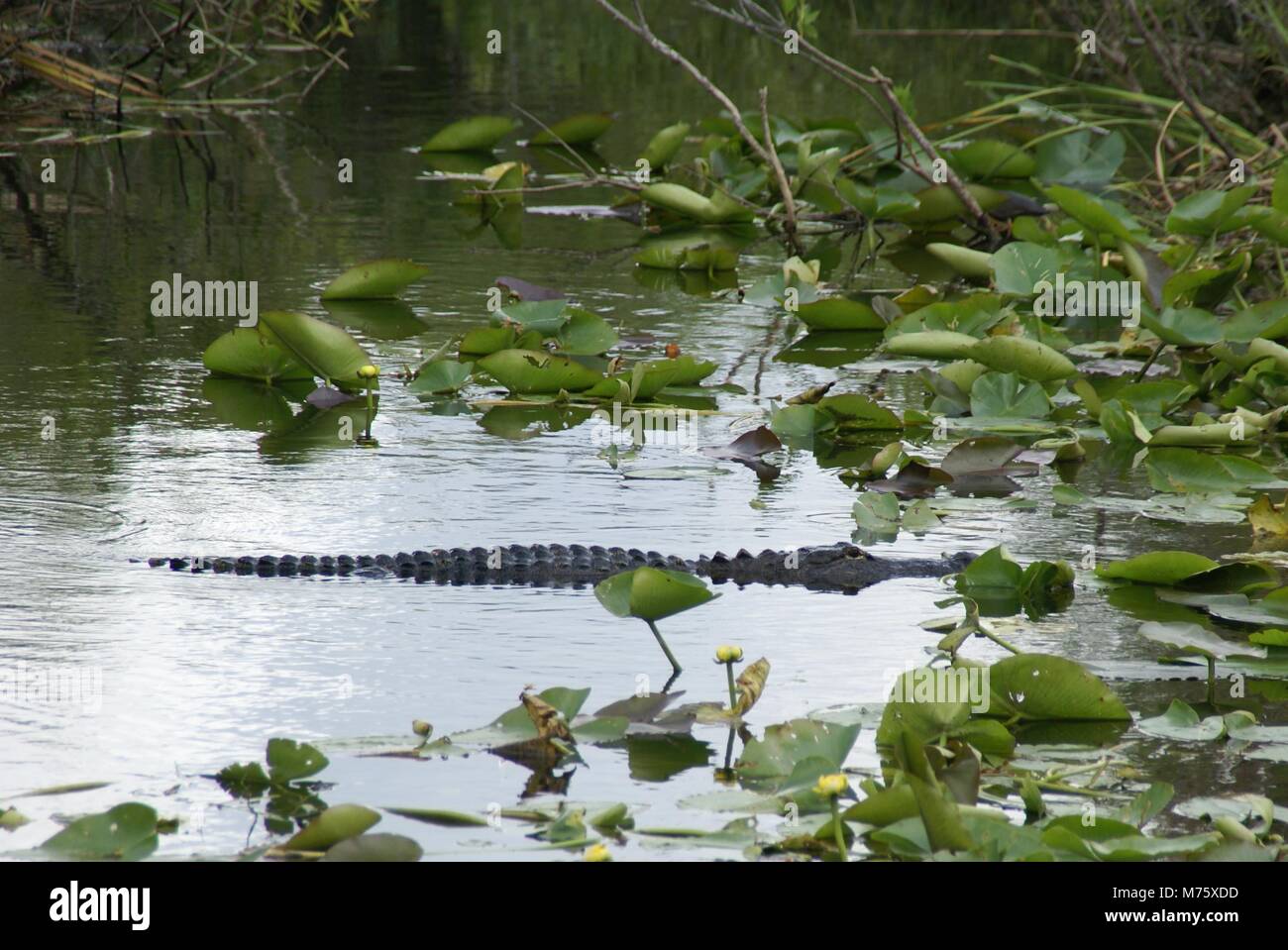 Dans les Everglades Alligator Floride nous dans l'été Banque D'Images