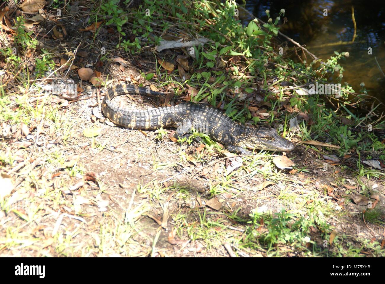 Dans les Everglades Alligator Floride nous dans l'été Banque D'Images