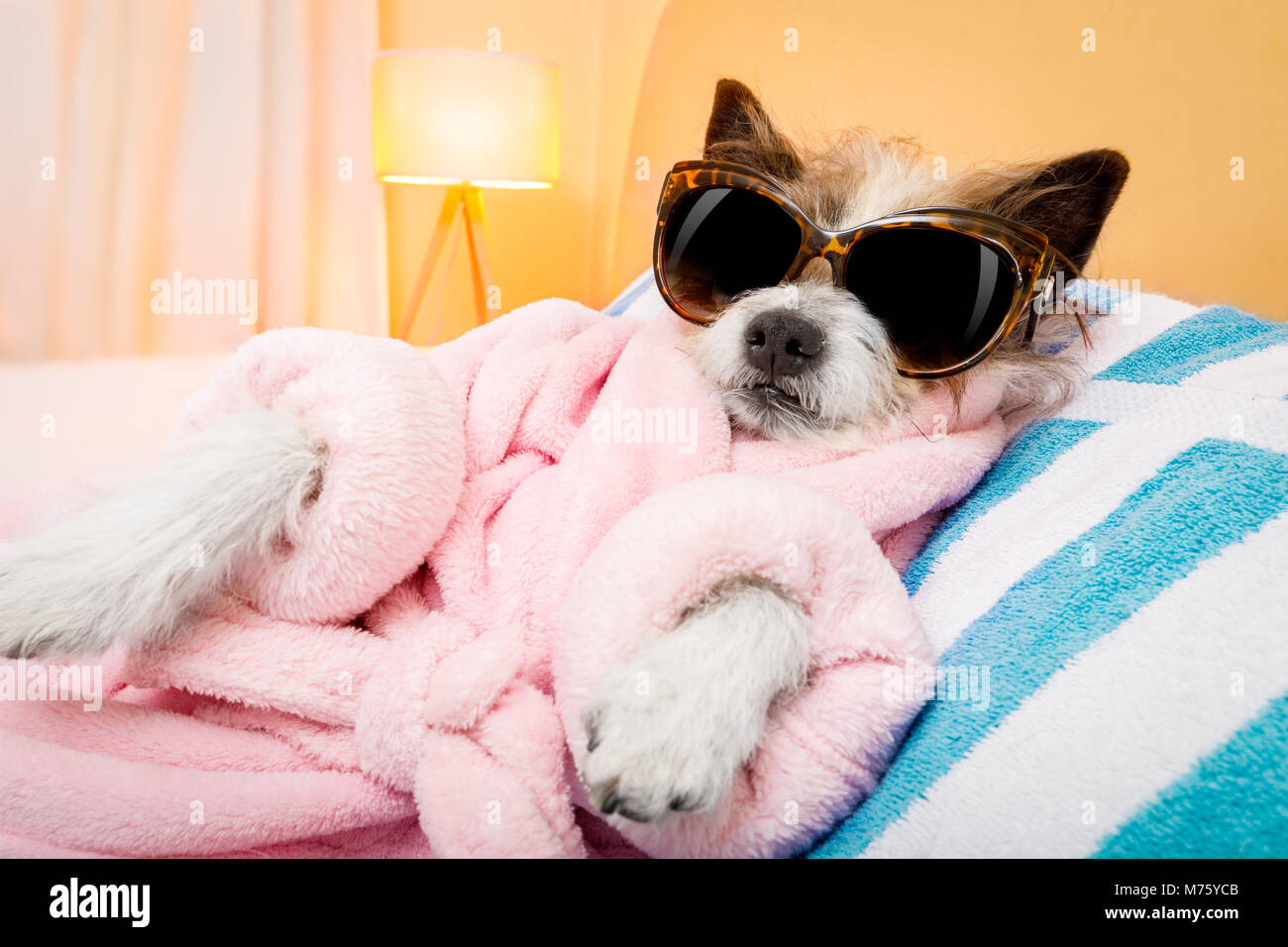 Funny cool chien caniche et vous reposer au salon spa wellness centre, vêtu d'un peignoir et de lunettes de fantaisie Banque D'Images