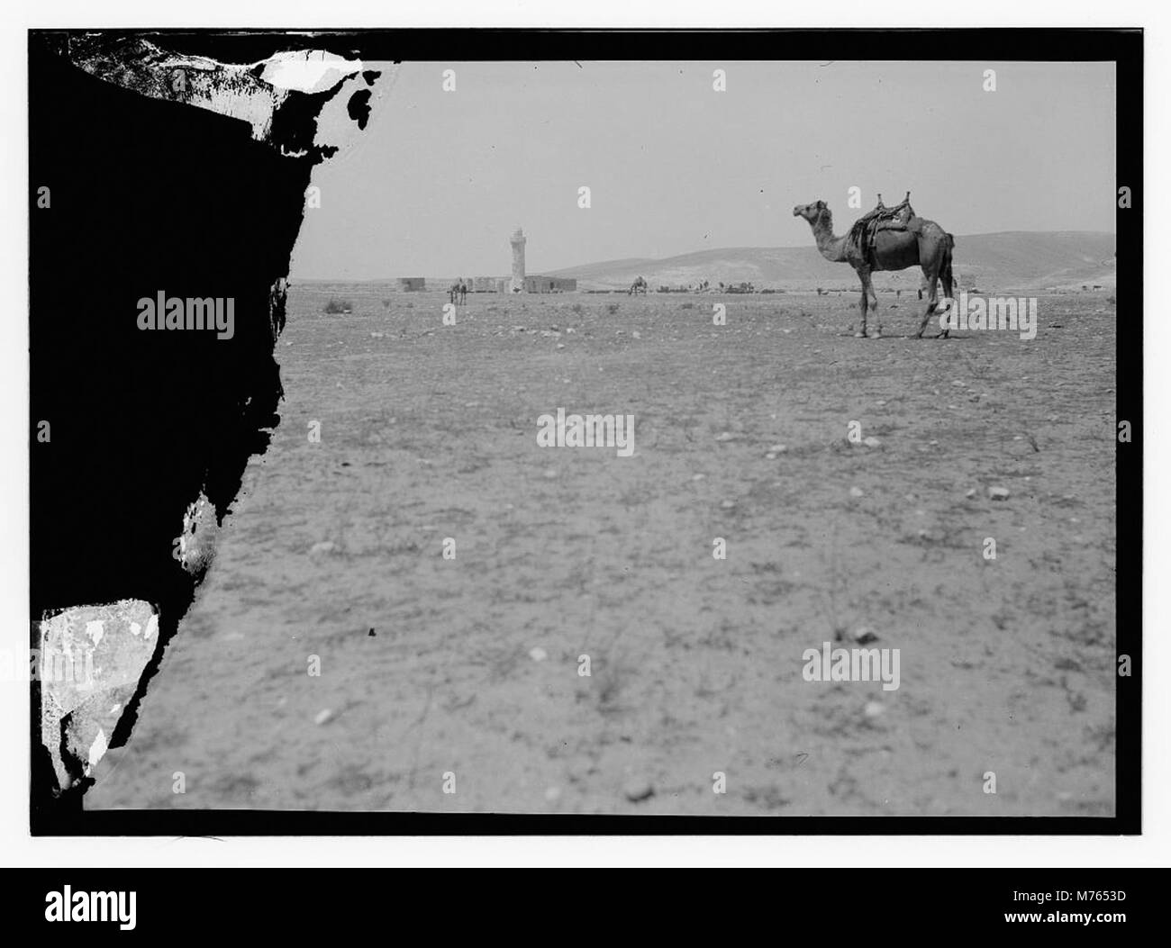 Cette image documente une peste acridienne, capturant la force destructrice des insectes sur les cultures et l'impact environnemental qu'ils ont eu sur l'agriculture. Un événement historique reflétant l’impact de la nature sur la vie humaine. Banque D'Images