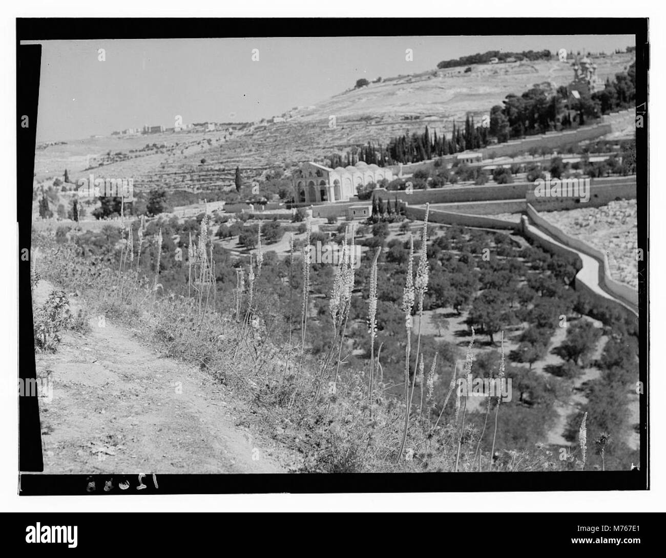 Une photographie montrant des squills maritimes dans la vallée du Kidron, avec la région de Gethsémané visible en arrière-plan. L'image met en évidence le paysage naturel et l'importance historique de la région. Banque D'Images