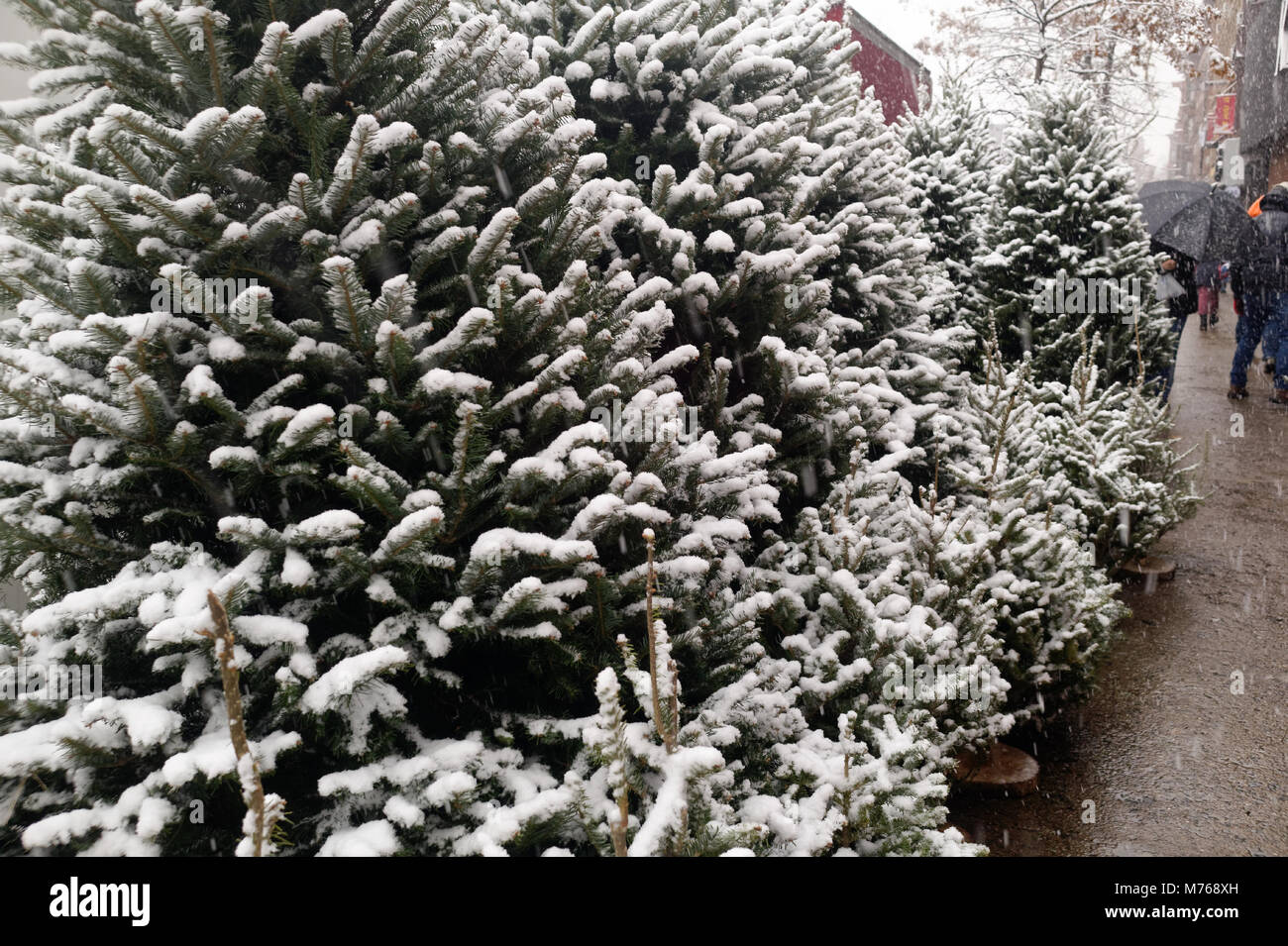 La neige a couvert des arbres de Noël à vendre à un deli alignées sur un trottoir de Brooklyn au cours d'une neige légère. Banque D'Images