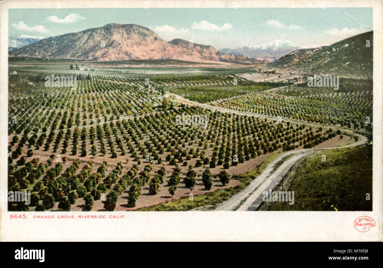 Une image scénique d'une orangeraie, mettant en évidence les rangées d'agrumes en fleurs. Cette photographie capture la beauté de l'agriculture et de la vie rurale, reflétant l'importance de la culture de l'orange. Banque D'Images